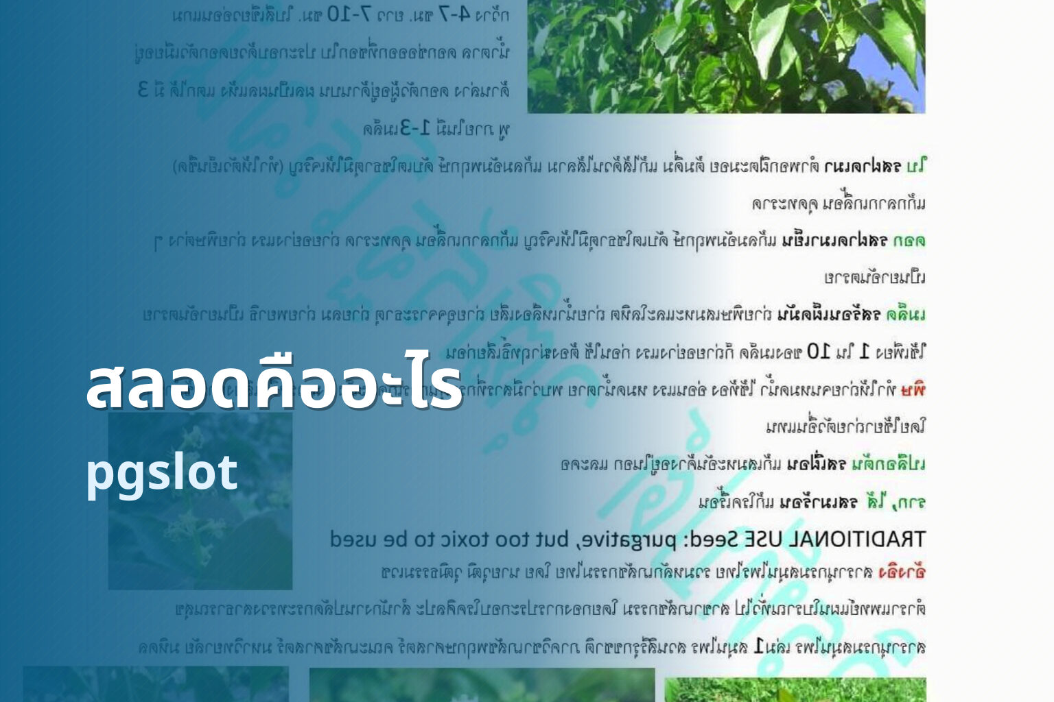 สลอดคืออะไร pgslot
