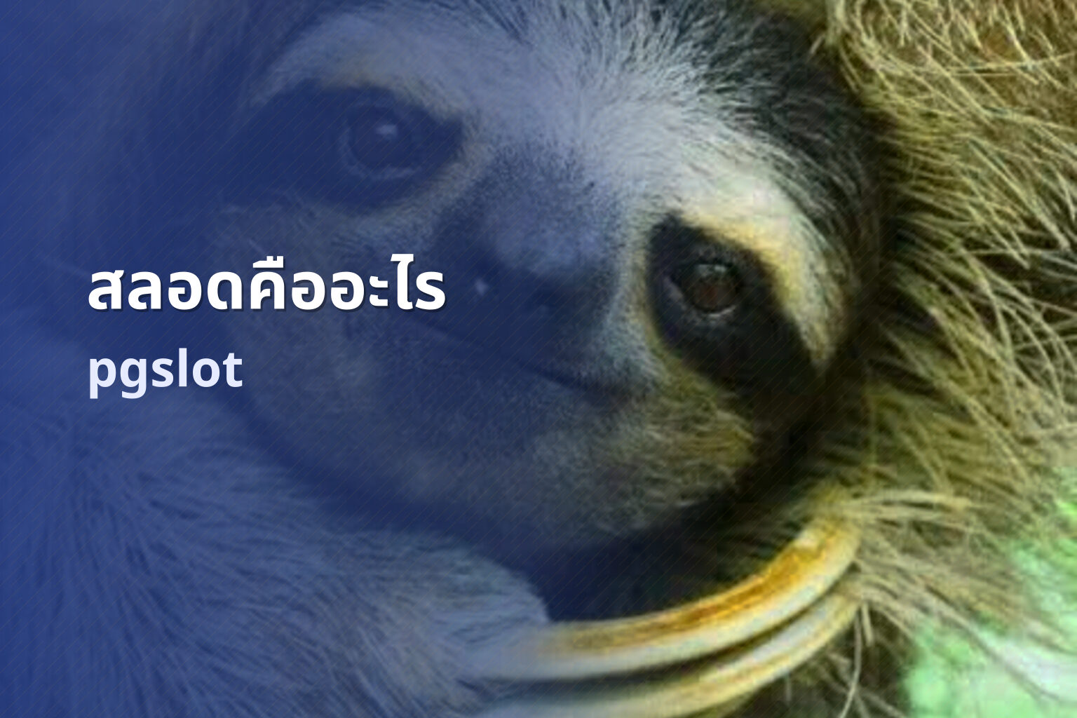 สลอดคืออะไร pgslot