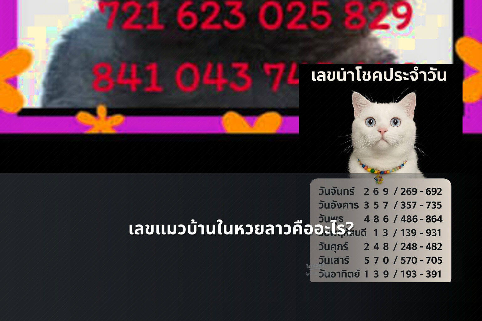 เลขแมวบ้านในหวยลาวคืออะไร? - Lao lottery cat number