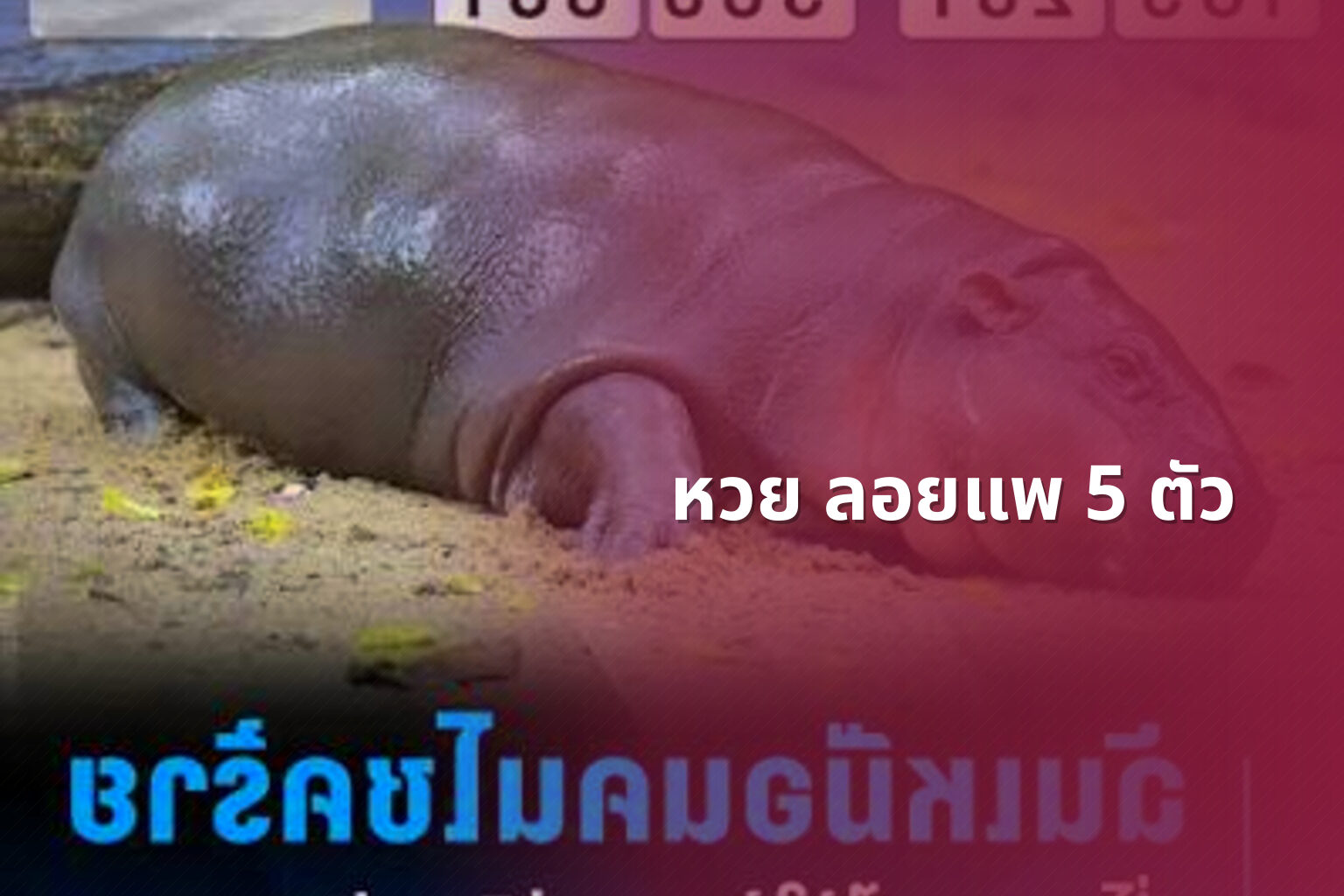 หวย ลอยแพ 5 ตัว - หวย